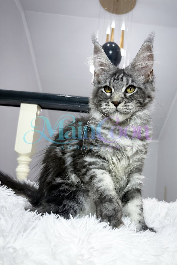 Odin