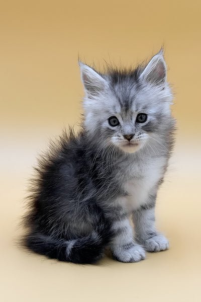 Oscar - British Shorthair