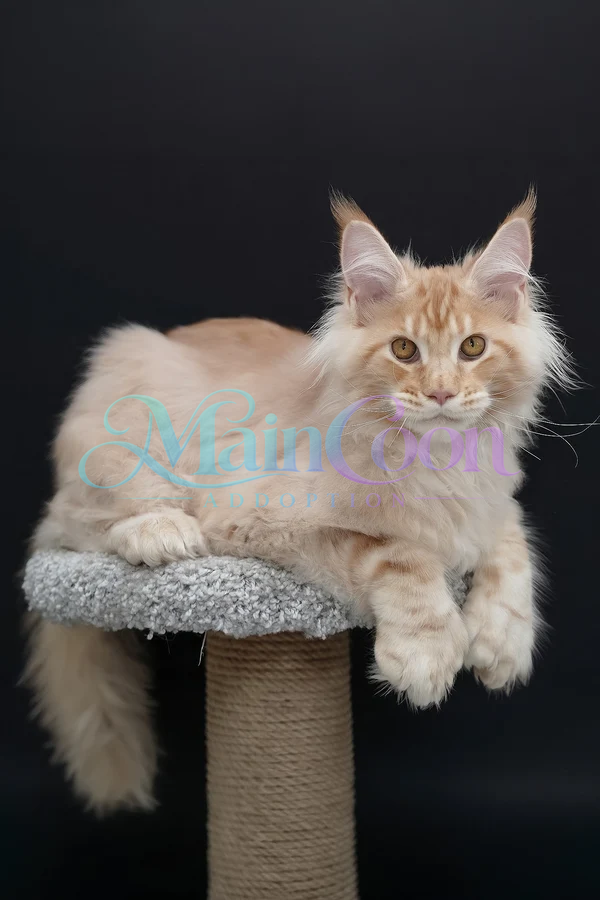 Athena