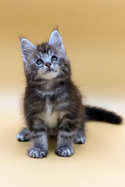 Luna - Maine Coon