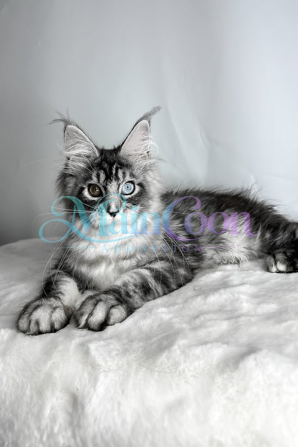 Leo - Maine Coon