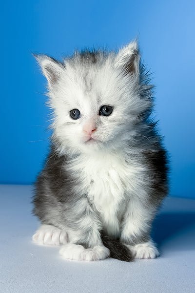 Simba - Maine Coon