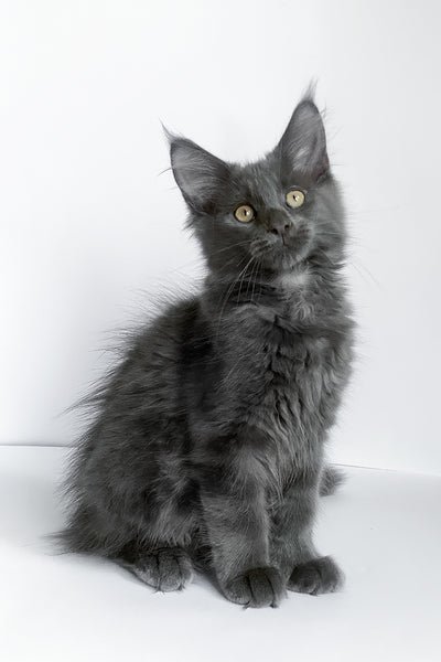 Mochi - Ragdoll