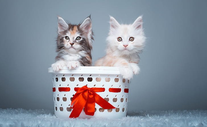 Beautiful Maine Coon kitten portrait
